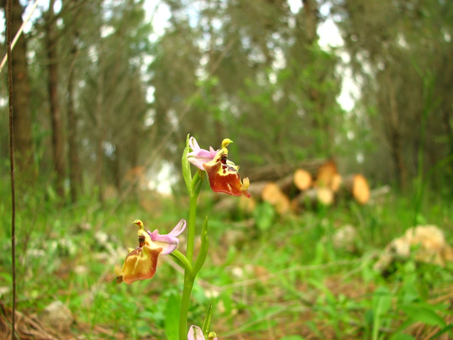 Ophrys Calliantha e Ophrys da determinare